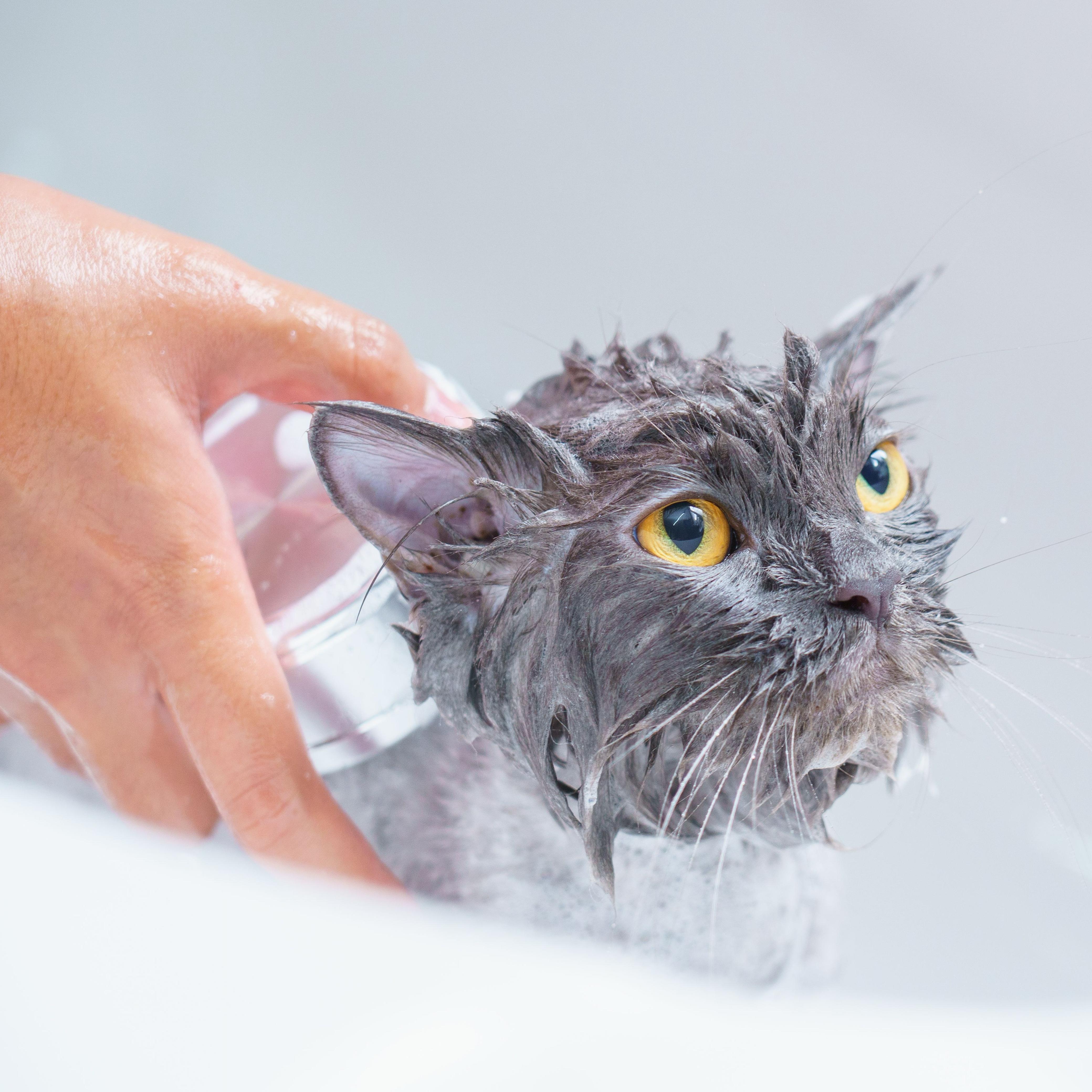 Premium Grooming