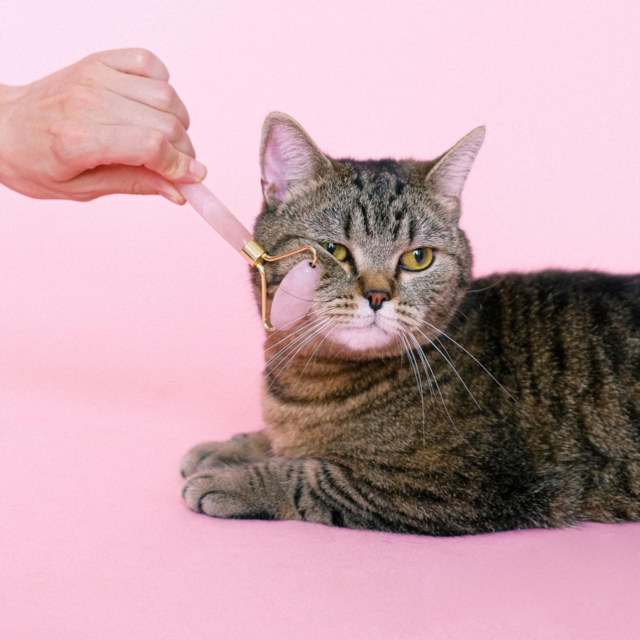 Standard Grooming