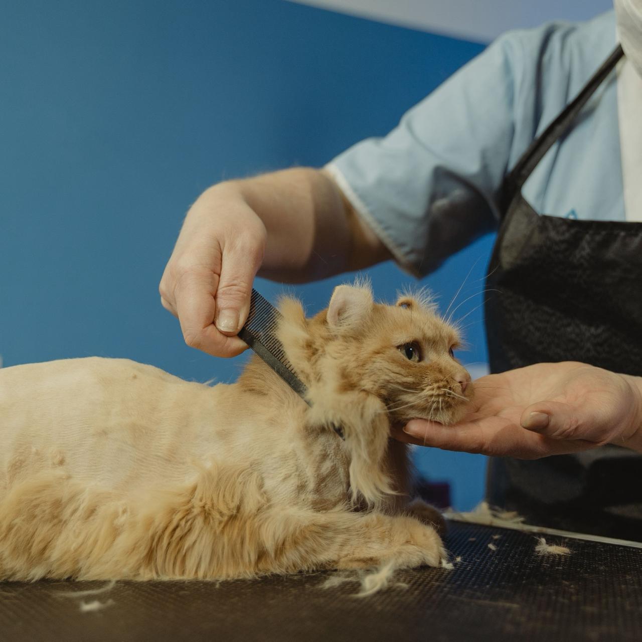 Clipping & Styling Grooming